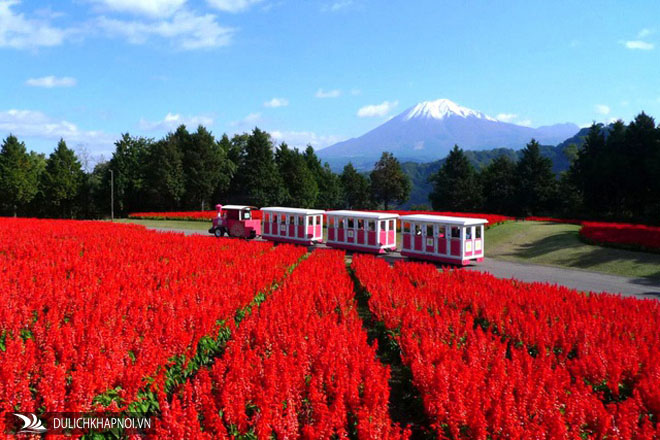 vườn hoa hanakairo, hoa tulip, hoa anh đào, hoa cúc rudbeckia, hoa xác pháo, đến nơi bốn mùa đều ngát hương hoa