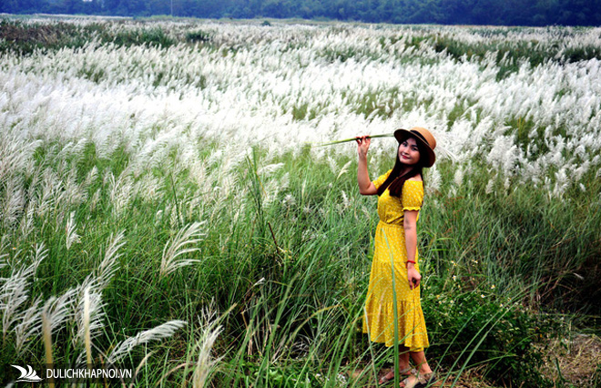 hoa lau trắng, du lịch quảng ngãi, cỏ lau, quảng ngãi: cánh đồng hoa lau trắng như mây giữa dòng trà khúc