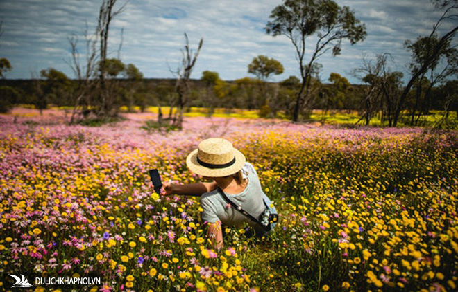 mùa xuân đẹp như tranh vẽ, mùa xuân rực rỡ ở australia, du lịch australia, mùa xuân đẹp như tranh vẽ ở phía bên kia trái đất