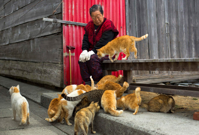 mèo ở nhật bản, hòn đảo aoshima, đảo mèo, du lịch khám phá, khám phá đảo mèo, thăm nơi mèo đông gấp 6 lần người ở nhật bản