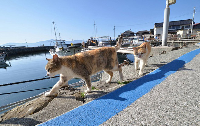 mèo ở nhật bản, hòn đảo aoshima, đảo mèo, du lịch khám phá, khám phá đảo mèo, thăm nơi mèo đông gấp 6 lần người ở nhật bản