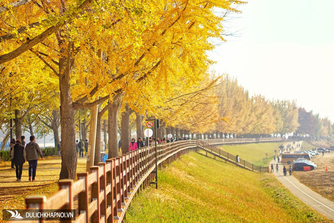 gyeongju, đường ngân hạnh asan, cung điện changdeokgung, cung điện deoksugung, đảo nami, chùa baekyangsa, vườn quốc gia seoraksan, nơi chụp ảnh mùa thu đẹp nhất hàn quốc
