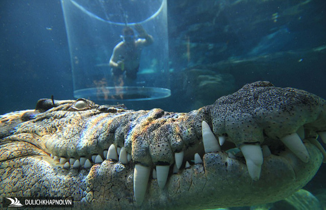 cá sấu khổng lồ, du lịch úc, bể bơi cá sấu, bơi trong bể cùng cá sấu, bạn dám không?