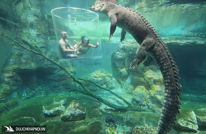 cá sấu khổng lồ, du lịch úc, bể bơi cá sấu, bơi trong bể cùng cá sấu, bạn dám không?