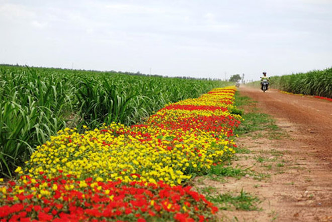 Choáng ngợp đường hoa mười giờ rực rỡ nhất Việt Nam
