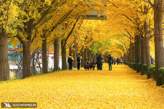 Những đường cây mùa thu đẹp nhất thế giới