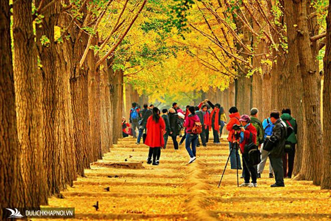đường cây mùa thu, con đường sắc lá vàng và đỏ, cung đường quyến rũ, cung đường mùa thu, những đường cây mùa thu đẹp nhất thế giới