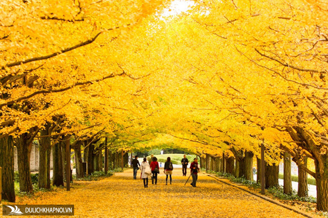 đường cây mùa thu, con đường sắc lá vàng và đỏ, cung đường quyến rũ, cung đường mùa thu, những đường cây mùa thu đẹp nhất thế giới