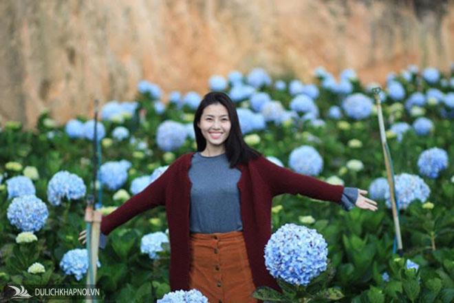 Giới trẻ ùn ùn check-in vườn cẩm tú cầu đẹp ngất ngây ở Đà Lạt