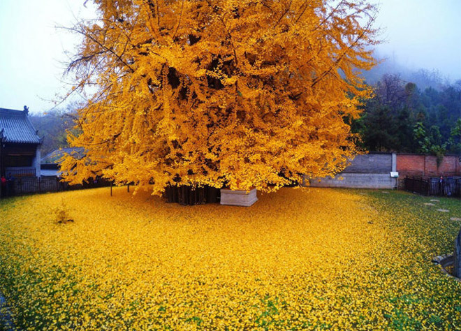 cây ngân hạnh 1.400 tuổi, mùa trút lá, cây hóa thạch sống, đẹp như tranh, thảm lá vàng, cây ngân hạnh 1.400 tuổi trút lá đẹp như tranh