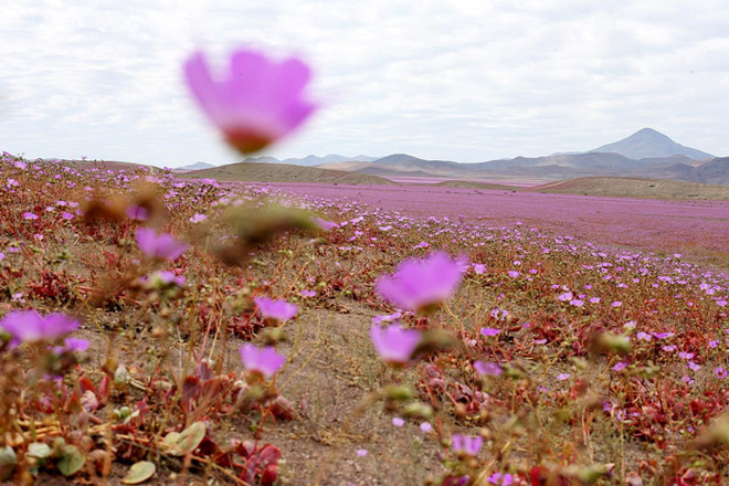 Ngất ngây mùa hoa nở hiếm hoi ở sa mạc Atacama