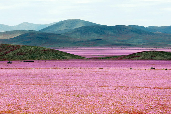 sa mạc atacama, sa mạc khô hạn, vùng huasco, rừng hoa nở rộ, ngất ngây mùa hoa nở hiếm hoi ở sa mạc atacama