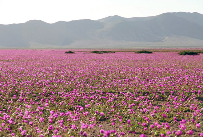 sa mạc atacama, sa mạc khô hạn, vùng huasco, rừng hoa nở rộ, ngất ngây mùa hoa nở hiếm hoi ở sa mạc atacama