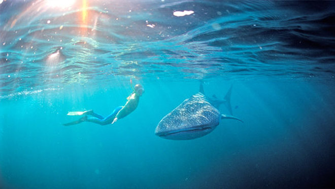 cá mập voi, bãi biển xanh ngắt, bãi cát trắng tinh, điểm săn cá mập voi, 6 địa điểm bạn có thể lặn biển cùng cá mập voi