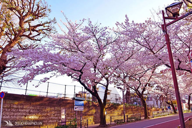 Ngẩn ngơ ngắm hoa anh đào Nhật Bản mong manh cuối mùa