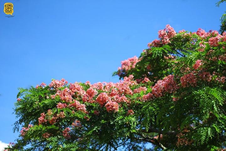 hoa phượng hồng, du lịch đà lạt, , khám phá, trải nghiệm, đà lạt mùa hè vẫn đẹp rụng rời bởi màu sắc ngọt ngào hoa phượng hồng