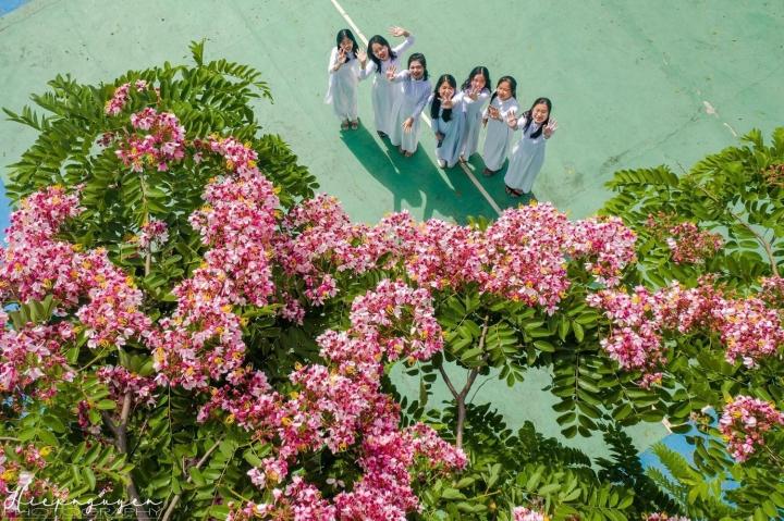 hoa phượng hồng, du lịch đà lạt, , khám phá, trải nghiệm, đà lạt mùa hè vẫn đẹp rụng rời bởi màu sắc ngọt ngào hoa phượng hồng