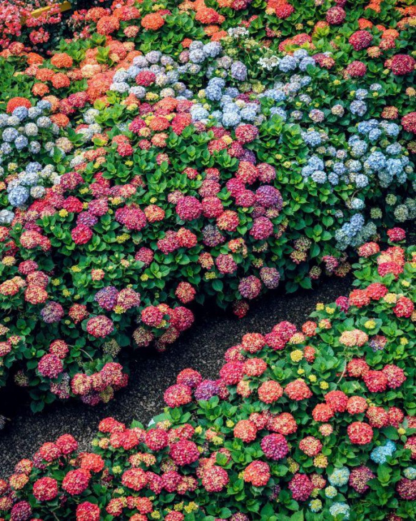 Hoa cẩm tú cầu nở khắp Jeju