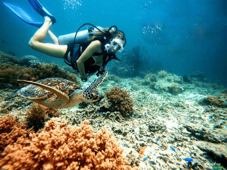 khám phá, du lịch cù lao chàm trải nghiệm lặn ngắm san hô