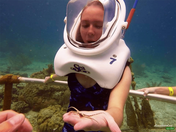 khám phá, du lịch cù lao chàm trải nghiệm lặn ngắm san hô