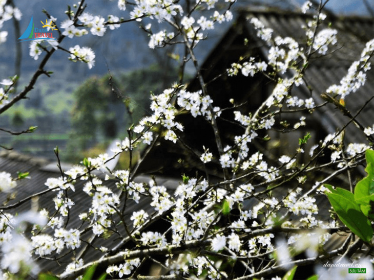Địa điểm ngắm hoa mận đẹp nhất tại Mộc Châu