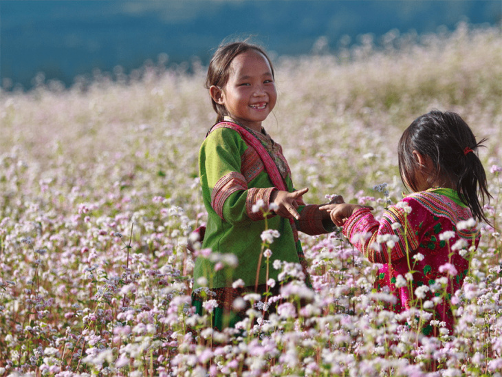 Mùa hoa cỏ cuối năm trên khắp đất Việt