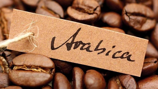 Hướng dẫn cách phân biệt hai loại cà phê Arabica và Robusta