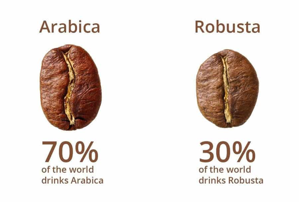 cà phê, quán cà phê, hướng dẫn cách phân biệt hai loại cà phê arabica và robusta