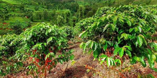 Top 3 vùng trồng cà phê Arabica nổi tiếng nhất tại Việt Nam