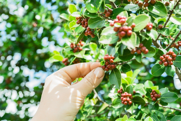 cà phê, quán cà phê, hạt cà phê robusta và những điều thú vị bạn chưa biết đến