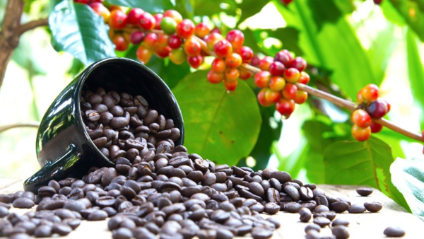 cà phê, quán cà phê, thông tin thú vị về hạt cà phê arabica