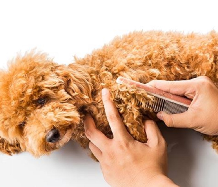 Kỹ thuật chăm sóc thú cưng từ “chân tơ đến kẽ tóc”
