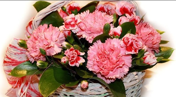 ý nghĩa hoa cẩm chướng, ý nghĩa các loài hoa, cách cắm hoa cẩm chướng, kiến thức, kỹ năng, kỹ năng mềm, giải mã bí ẩn về ý nghĩa loài hoa  cẩm chướng