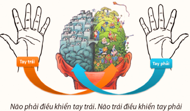 2 bán cầu não, bán cầu não trái, bán cầu não phải, kiến thức, kỹ năng, kỹ năng mềm, đột phá tư duy với bí quyết sử dụng cân bằng 2 bán cầu não