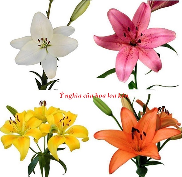 ý nghĩa của hoa loa kèn; hoa loa kèn; cách cắm hoa loa kèn, kiến thức, kỹ năng, kỹ năng mềm, khám phá ý nghĩa ít biết của loài hoa loa kèn tuyệt đẹp