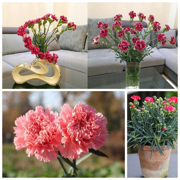 hoa cẩm chướng; ý nghĩa hoa cẩm chướng; cách cắm hoa cẩm chướng, kiến thức, kỹ năng, kỹ năng mềm, bật mí 2 cách cắm hoa cẩm chướng tuyệt đẹp mà bạn không nên bỏ qua