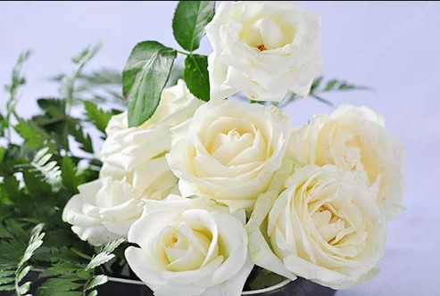 ý nghĩa của hoa hồng, cách cắm hoa hồng đẹp, nghệ thuật cắm hoa, kiến thức, kỹ năng, kỹ năng mềm, ý nghĩa của hoa hồng trong cuộc sống và tình yêu