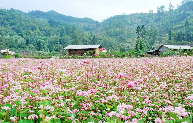 4 địa điểm check-in hoa Tam Giác Mạch Hà Giang tuyệt đẹp