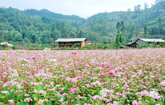 công ty tnhh thương mại và du lịch zoom, khám phá, kinh nghiệm, trải nghiệm, 4 địa điểm check-in hoa tam giác mạch hà giang tuyệt đẹp