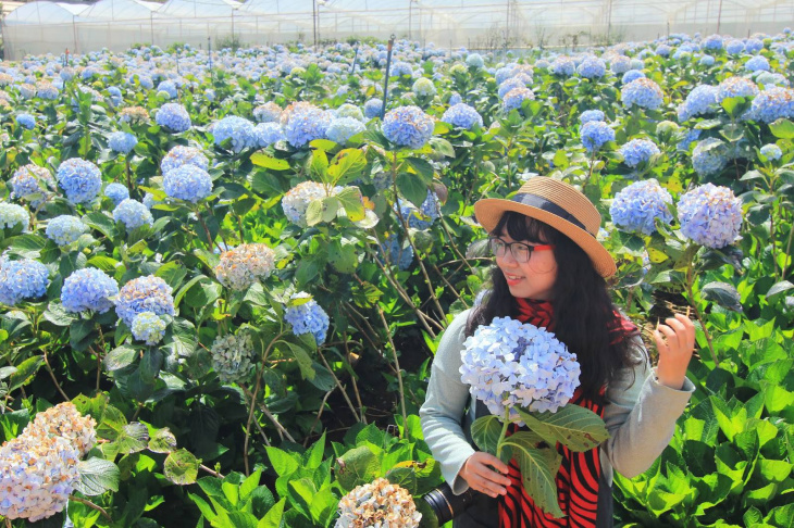 công ty tnhh thương mại và du lịch zoom, điểm đẹp, khám phá, trải nghiệm, khám phá vườn hoa cẩm tú cầu đà lạt đẹp nhất: trại mát