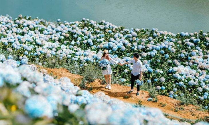 công ty tnhh thương mại và du lịch zoom, điểm đẹp, khám phá, trải nghiệm, khám phá vườn hoa cẩm tú cầu đà lạt đẹp nhất: trại mát