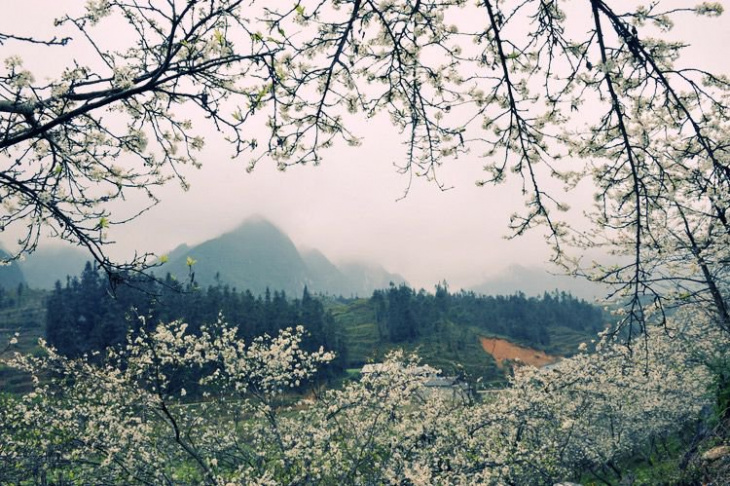 khám phá, trải nghiệm, mùa hoa mận mộc châu – top 4 địa điểm ngắm hoa mận đẹp quên lối về