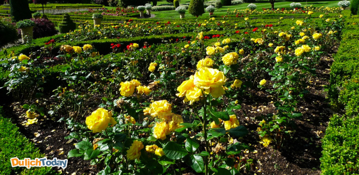 hà nội, công viên hoa hồng – “mê cung hoa” ngoại thành hà nội