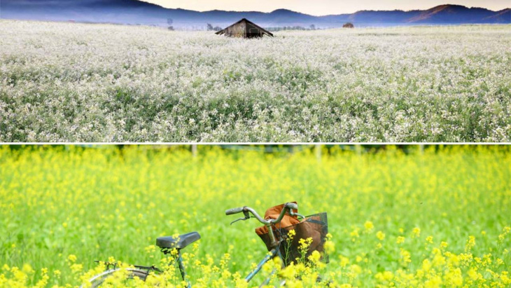 đà lạt, lâm đồng, top 15 loài hoa đà lạt đẹp nhất và địa điểm ngắm hoa 2020