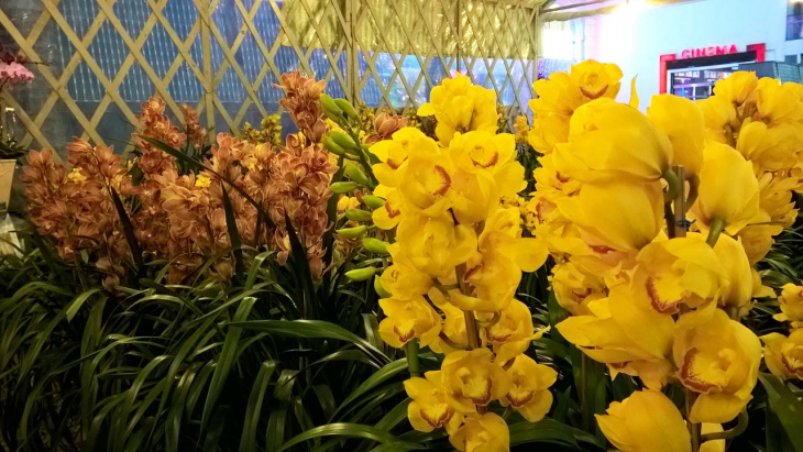 đà lạt, lâm đồng, top 15 loài hoa đà lạt đẹp nhất và địa điểm ngắm hoa 2020
