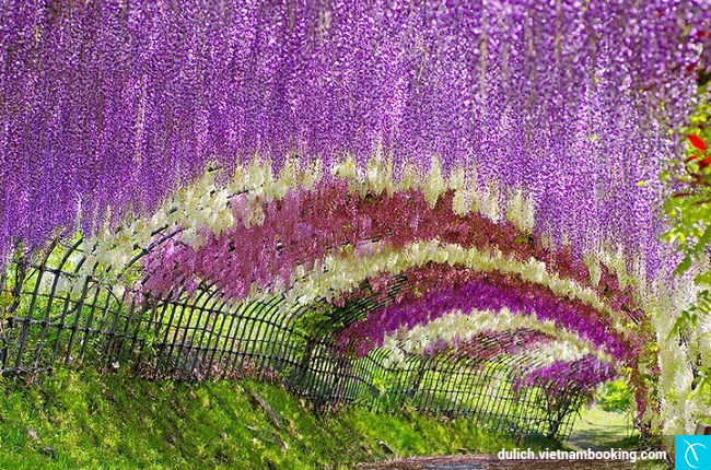 Tháng tư, chiêm ngưỡng hoa tử đằng rực rỡ ở Nhật Bản