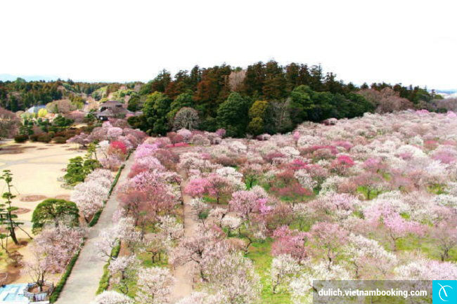 Chiêm ngưỡng vẻ đẹp của vườn Kairakuen mùa hoa mơ