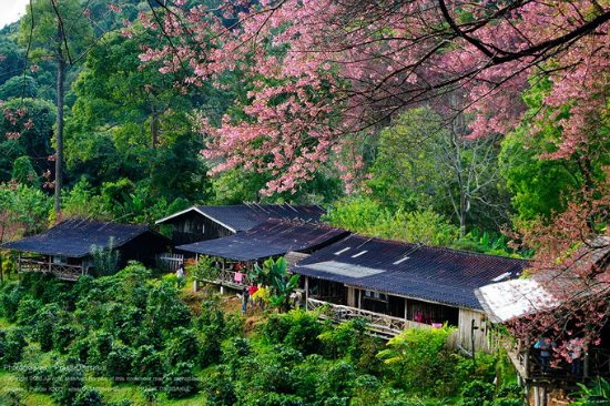 “Mười dặm rừng đào” Chiang Mai Thái Lan “đốn tim” khách du lịch
