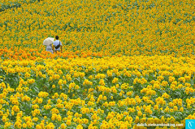 Những địa điểm ngắm hoa lý tưởng ở Nhật Bản