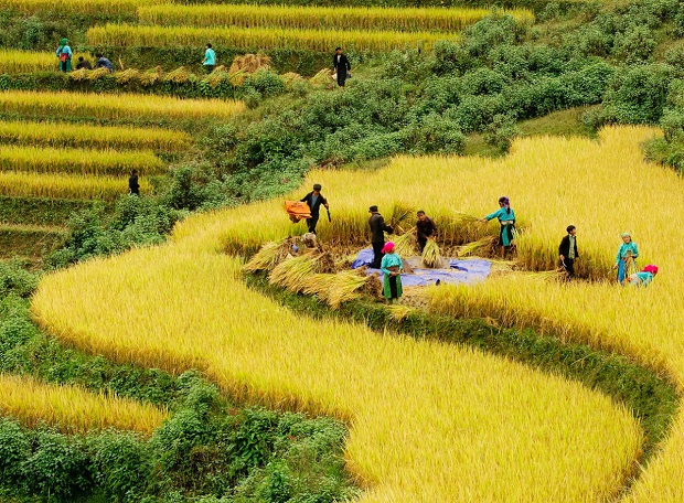 kinh nghiệm du lịch hà giang mùa lúa chín, khám phá, kinh nghiệm đi hà giang mùa lúa chín 2022